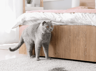 marquage urinaire chat